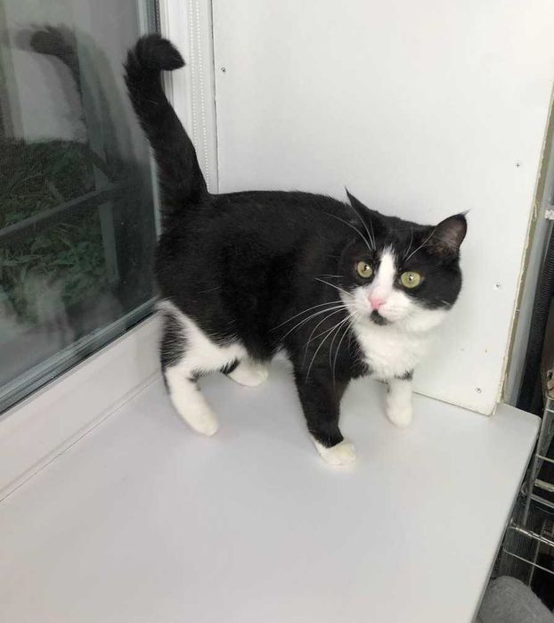 Очень красивый молодой котик с золотым характером Карат.