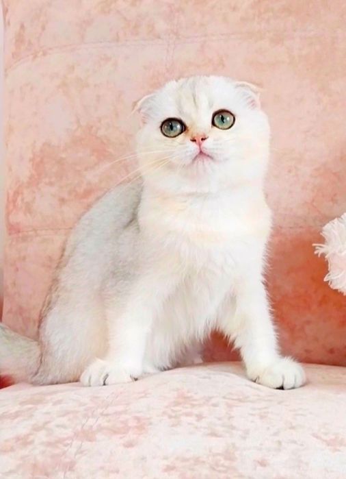 Золоті і срібні шиншили Чарівні шотландські кошенятка