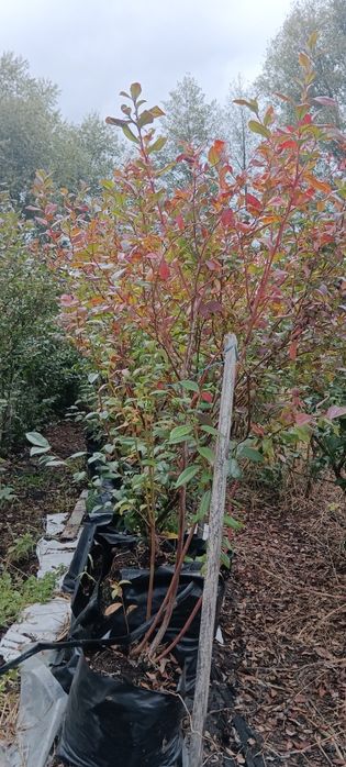 Саджанці лохини вік 6 років