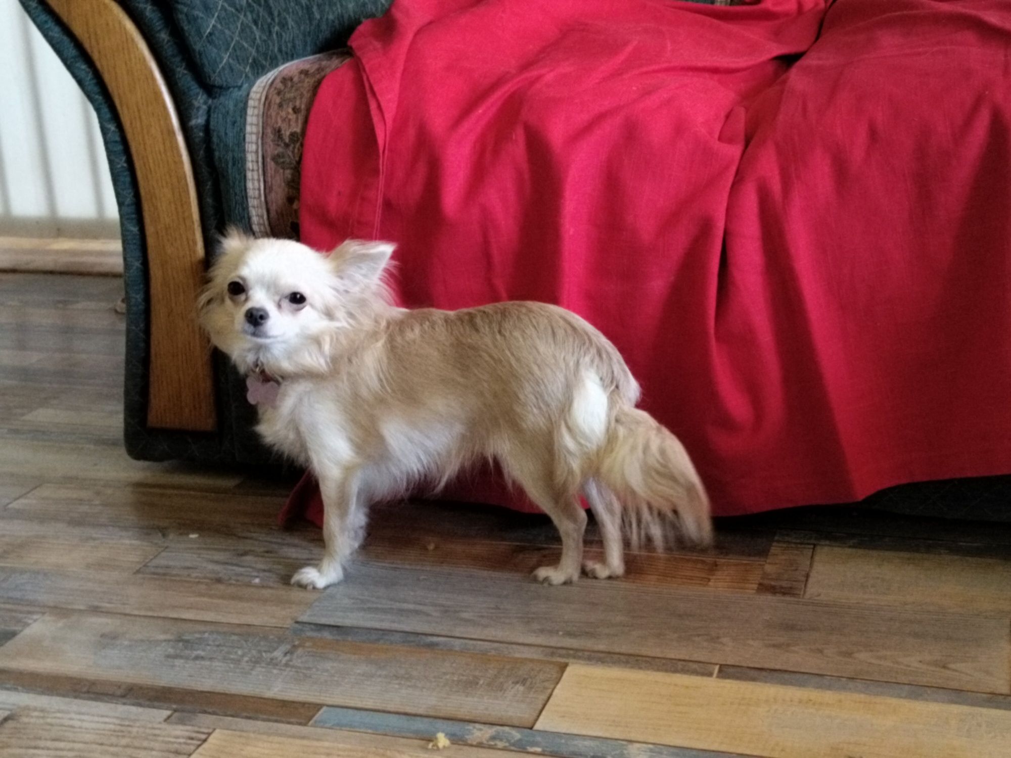 Długowlosy liliowy tricolor Chihuahua  długowłosa