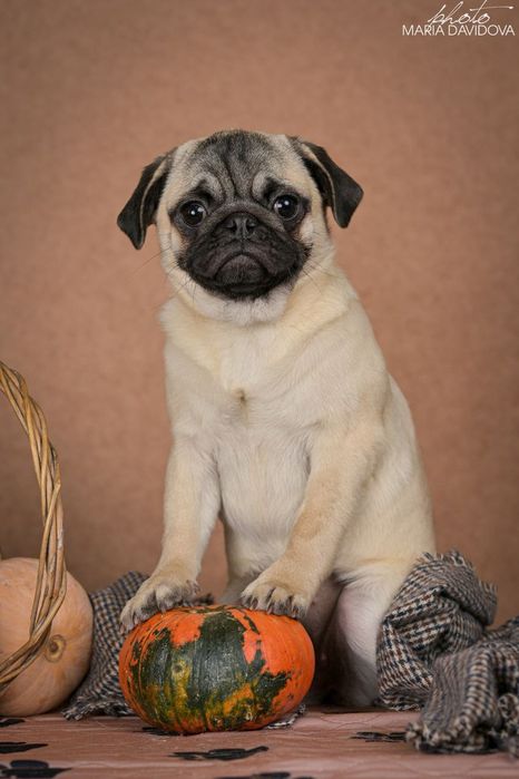 Продажа  мопсо-детей