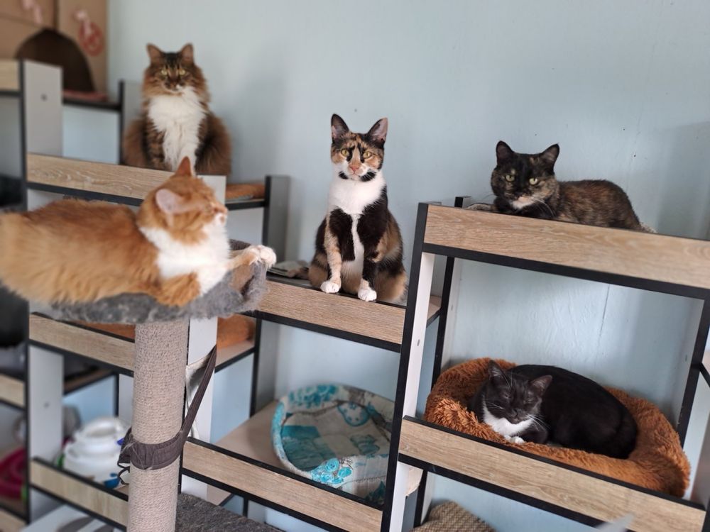 Котик безкоштовно