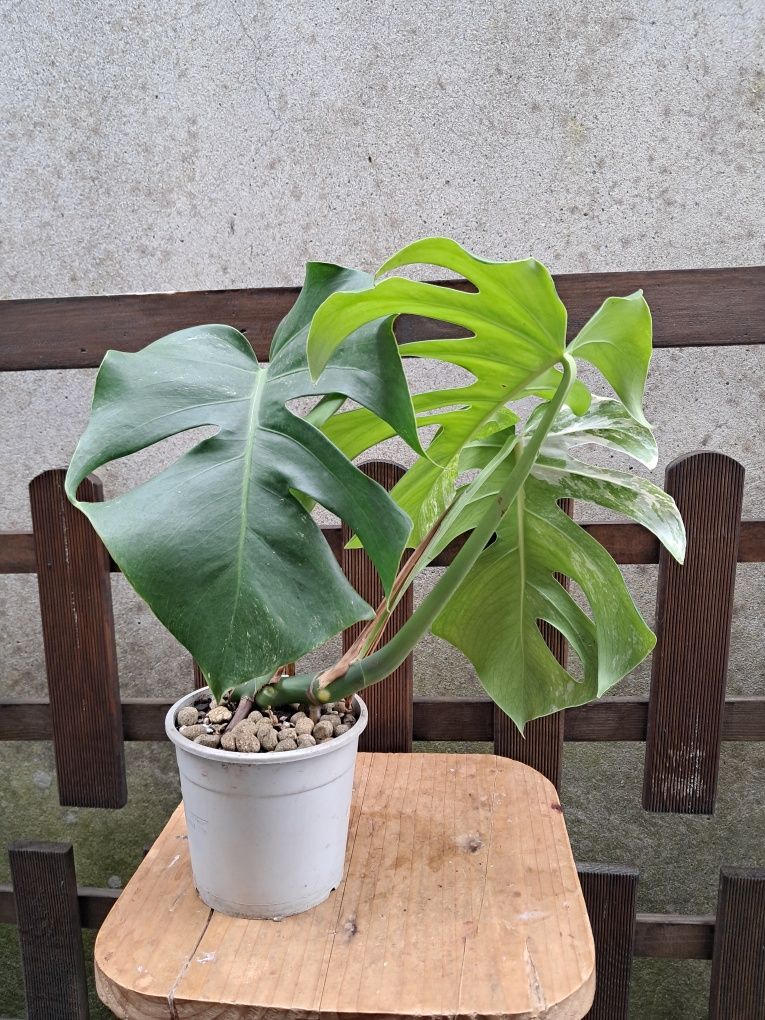 Monstera deliciosa alba - variegata - Planta Envasada