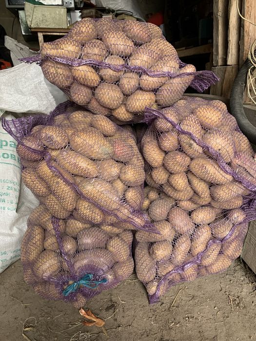 Продам картоплю домашню гранада королева анна