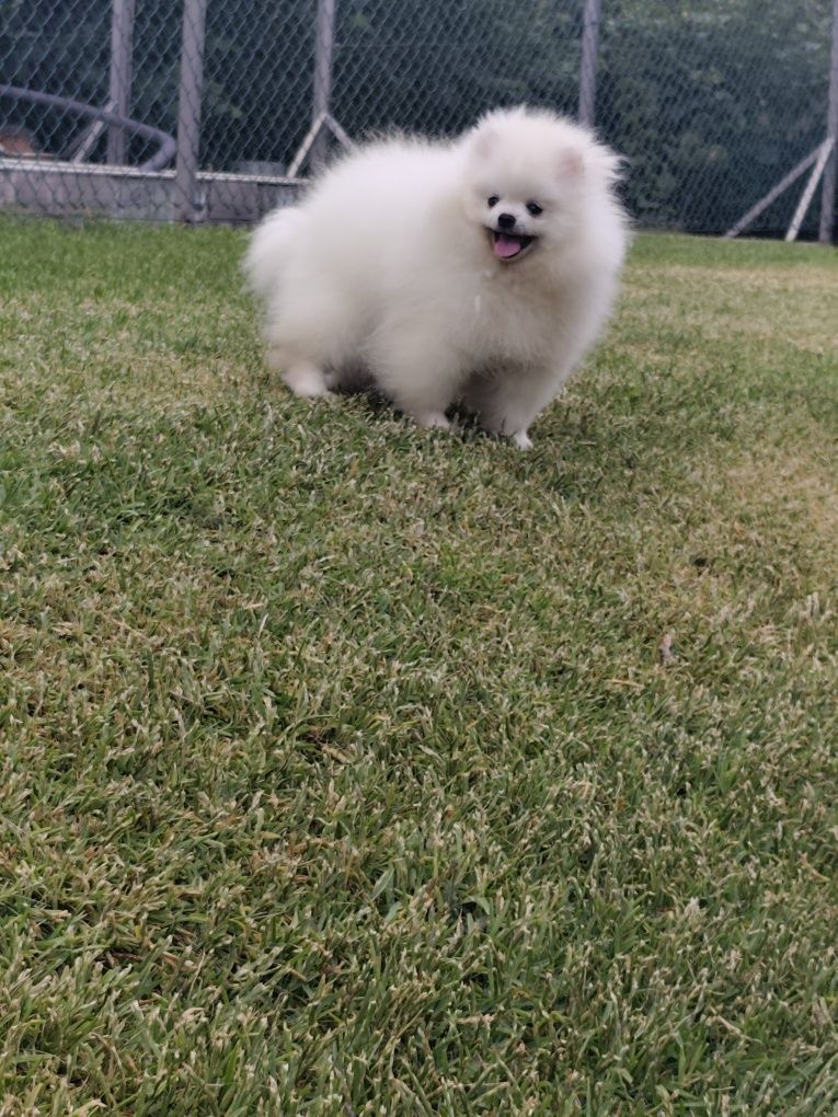 Spitz anão Macho