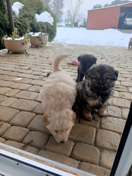 Oddam wesołe szczeniaczki