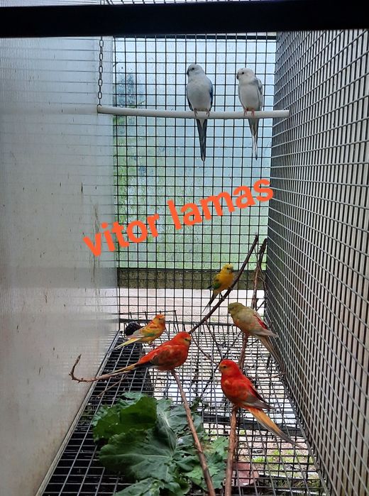 Disponíveis red rumped 2025