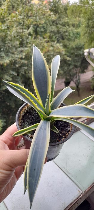 Агава двохколірна