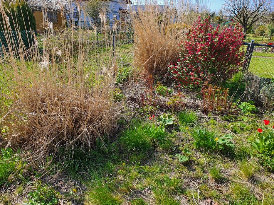 Sprzątanie,prace porządkowe na dzialce,ogrodzie,rozbiorka ,smieci,złom