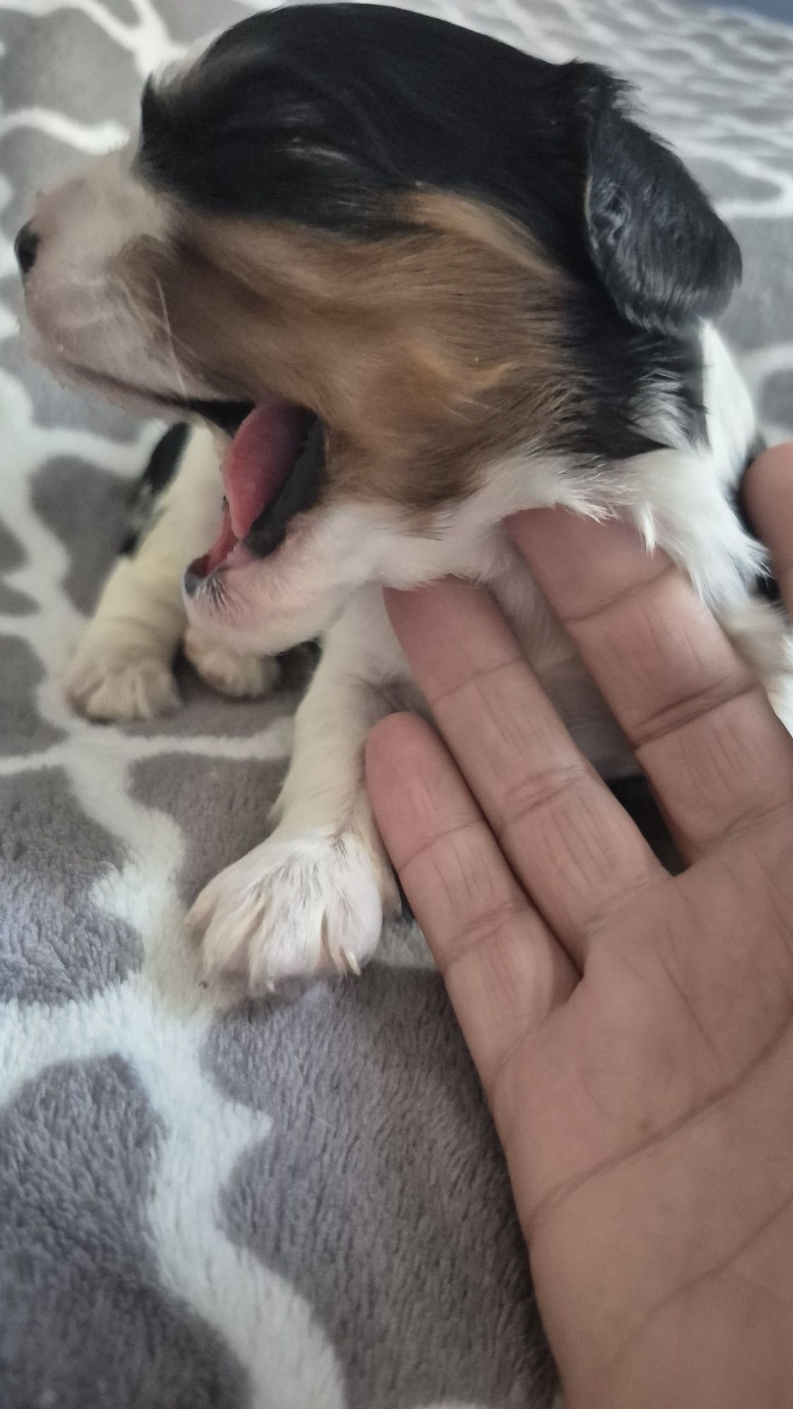 Sunia Cavalier King Charles Spaniel badania genetyczne