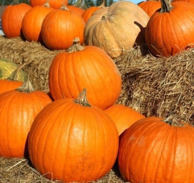Dynia Olbrzymia BAMBINO (Cucurbita Maxima Duchesne) nasiona 20 sztuk