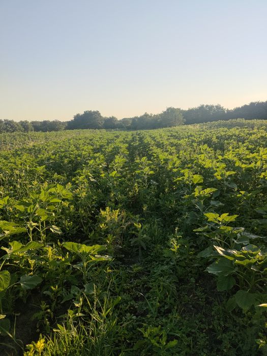 Насіння соняшнику Бомонд