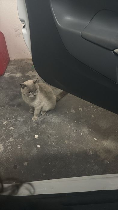 Filhote de gato morando na rua