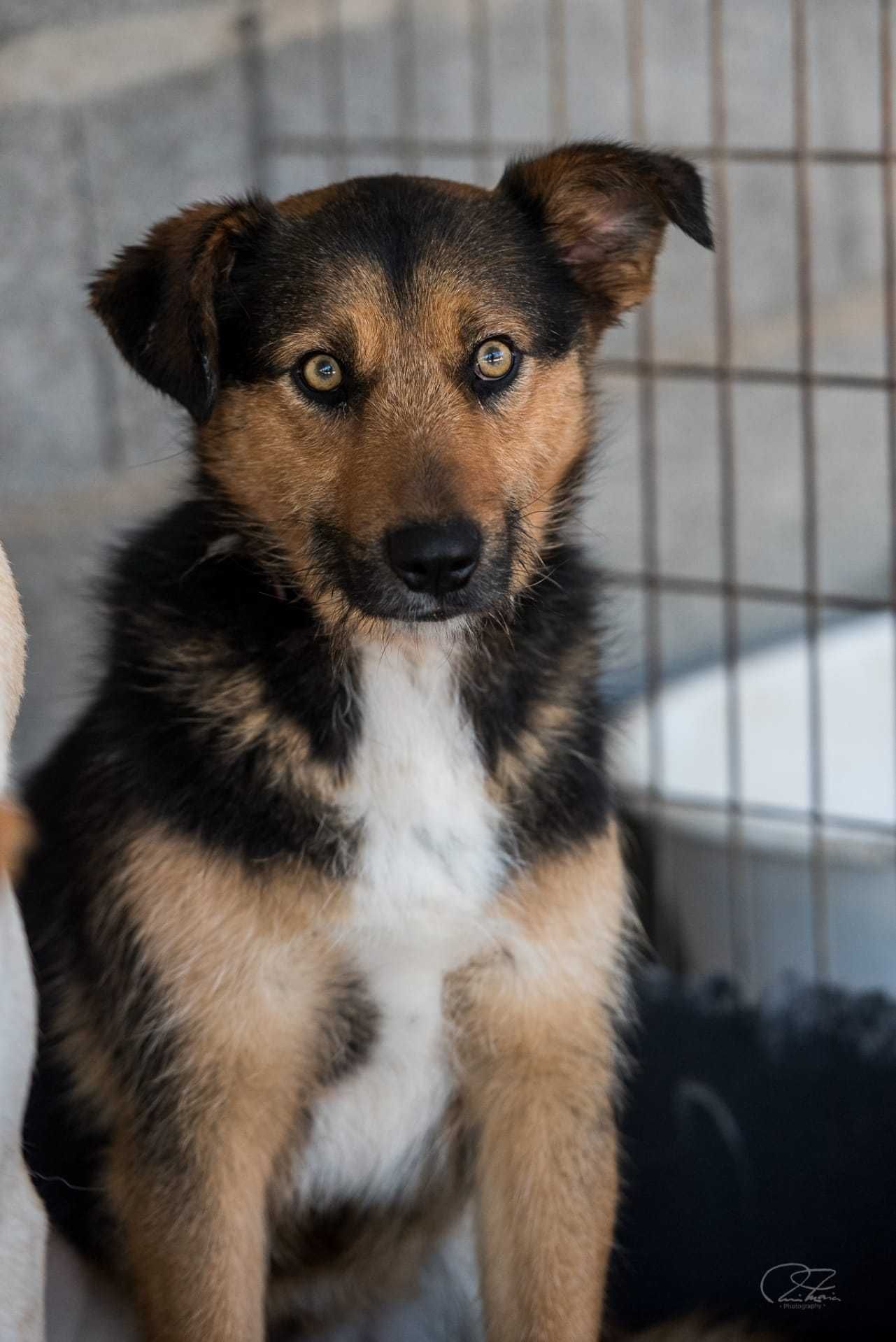 Cão Porte Pequeno (12kg) Para Adoção (Alfredo)