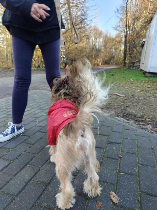 Śliczny młody piesek Adaś  do adopcji  ze schroniska.