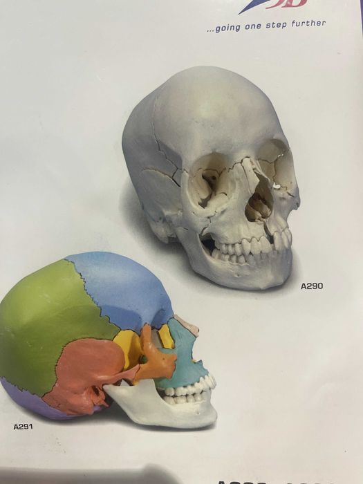 Czaszka Model 22 elementy Anatomia