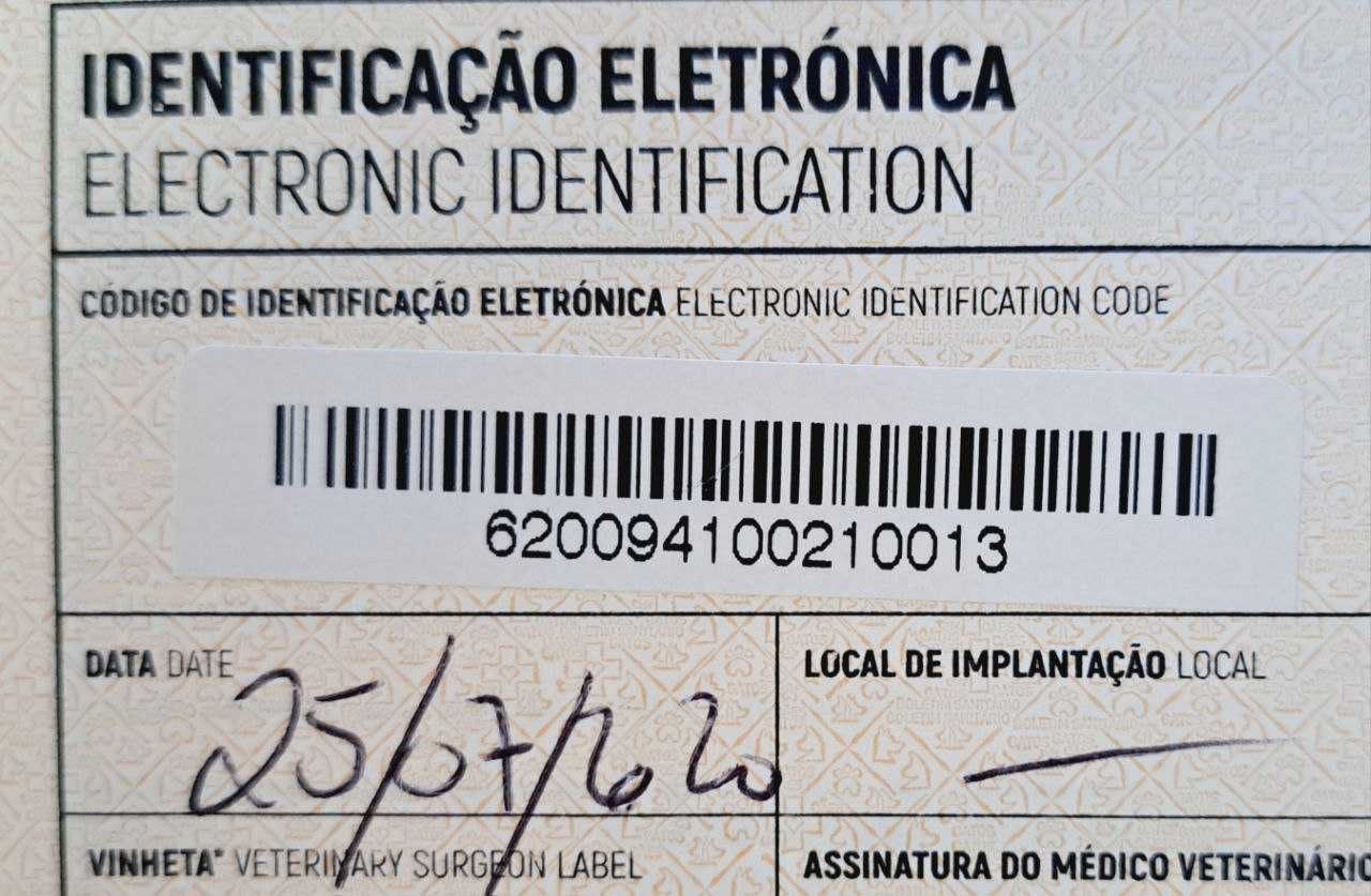 Gatinhos de pais de elite. Disponíveis para reserva.