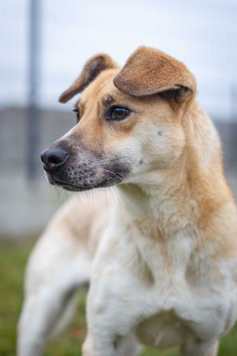 Porzucona młoda Bianka szuka spokojnego domku