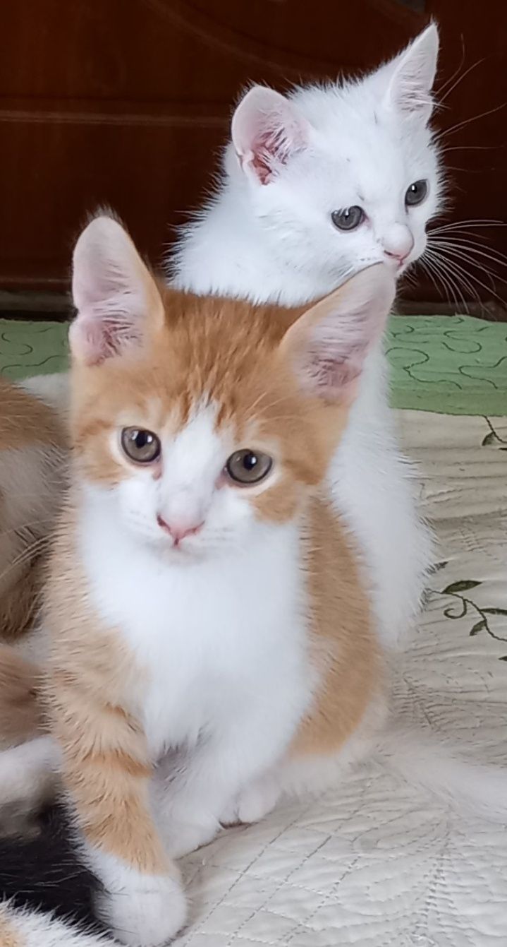 Подарю котят в добрые, любящие руки