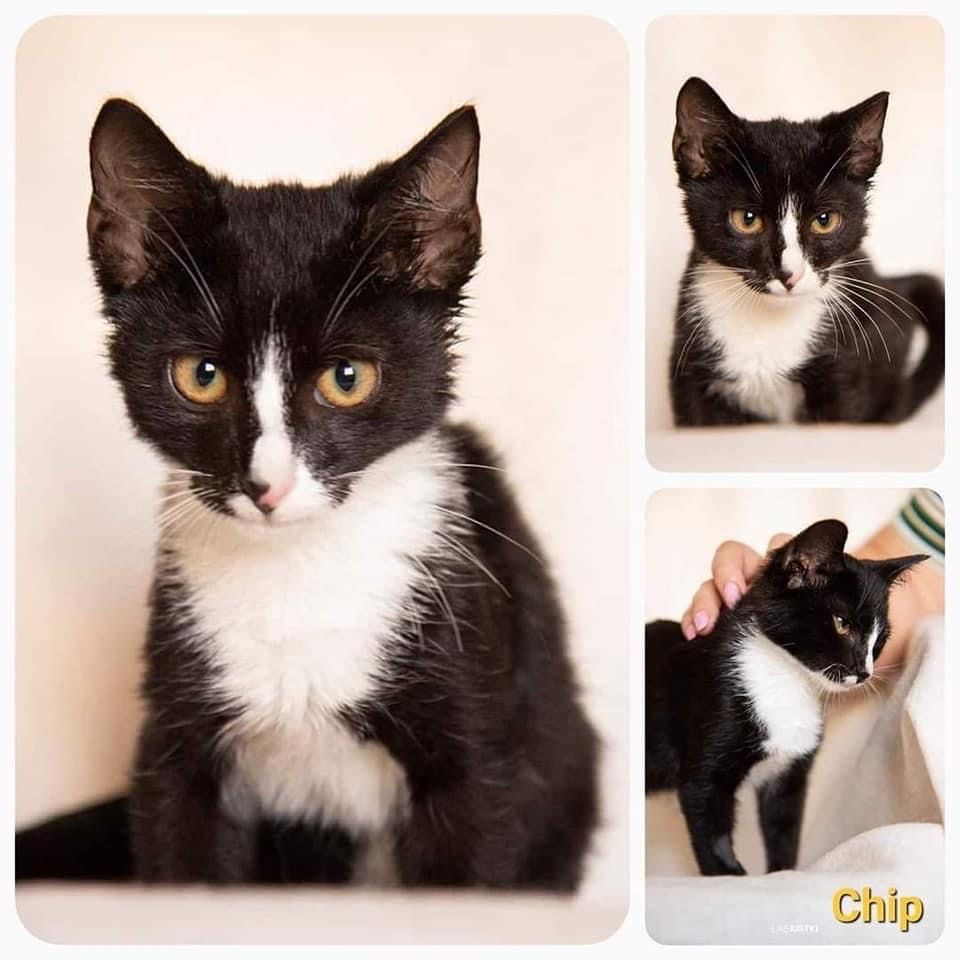 Chip i Cheddar do adopcji