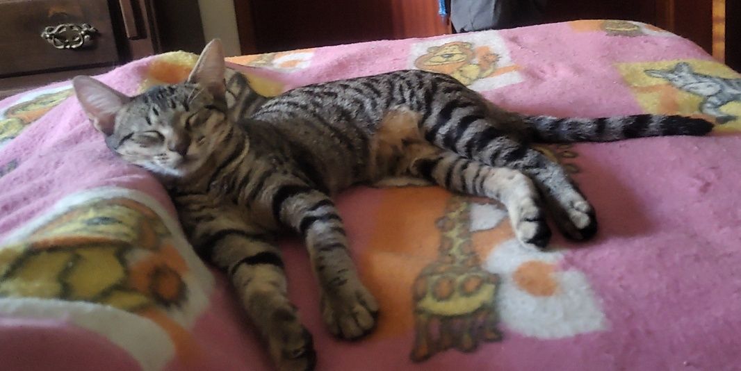 Dá-se gatinha tigrada