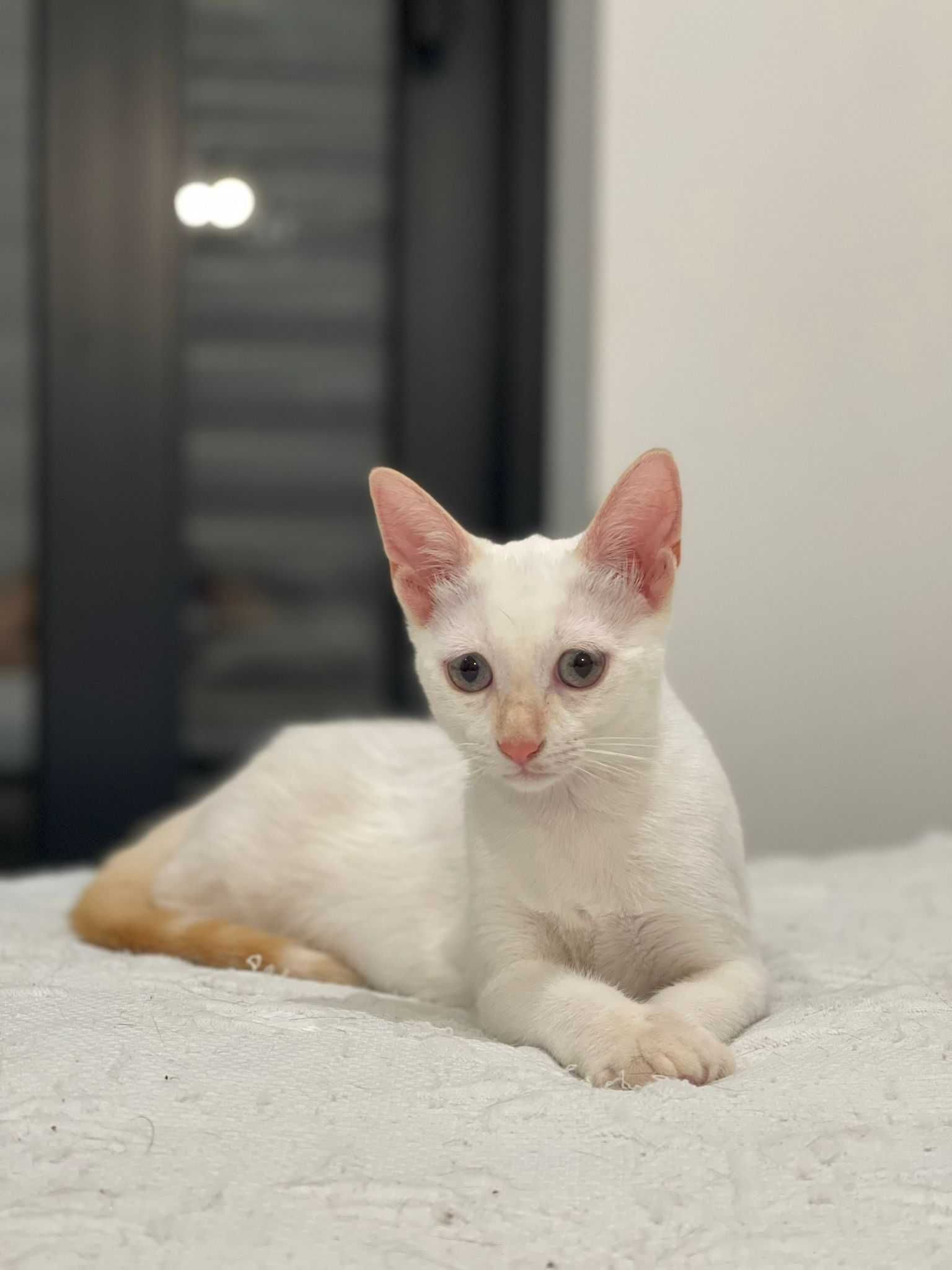 Gatinhas bebés muito fofinhas para adoção conjunta