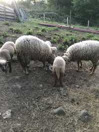 Vendo 2 ovelhas femeas com 2 meses