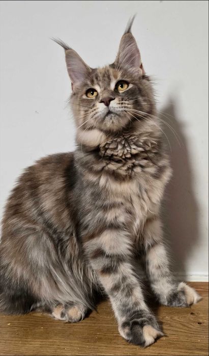 Maine coon kotka Umi niebieska szylkretka pregowana