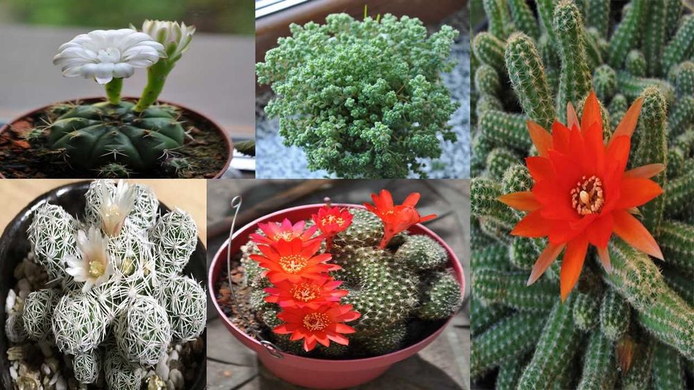 Кактуси Мамміллярія Адроміскус Хавортия Хамаецереус