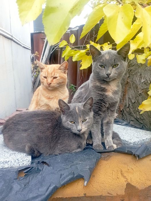 Віддам 3 кошенят в хороші руки