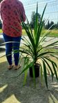 Kordylina australijska, mrozoodporna, duże okazy XXL 110cm!