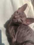 Cornish rex devon rex kot kociaki  Niesamowity kolor Hod. Urok Życia