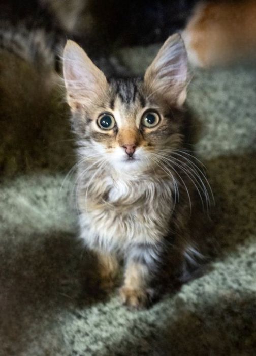 Отдам даром в добрые руки котят