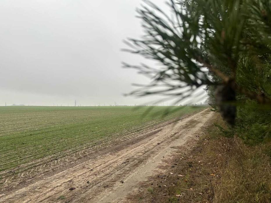 Продаж ділянки 335 соток біля лісу