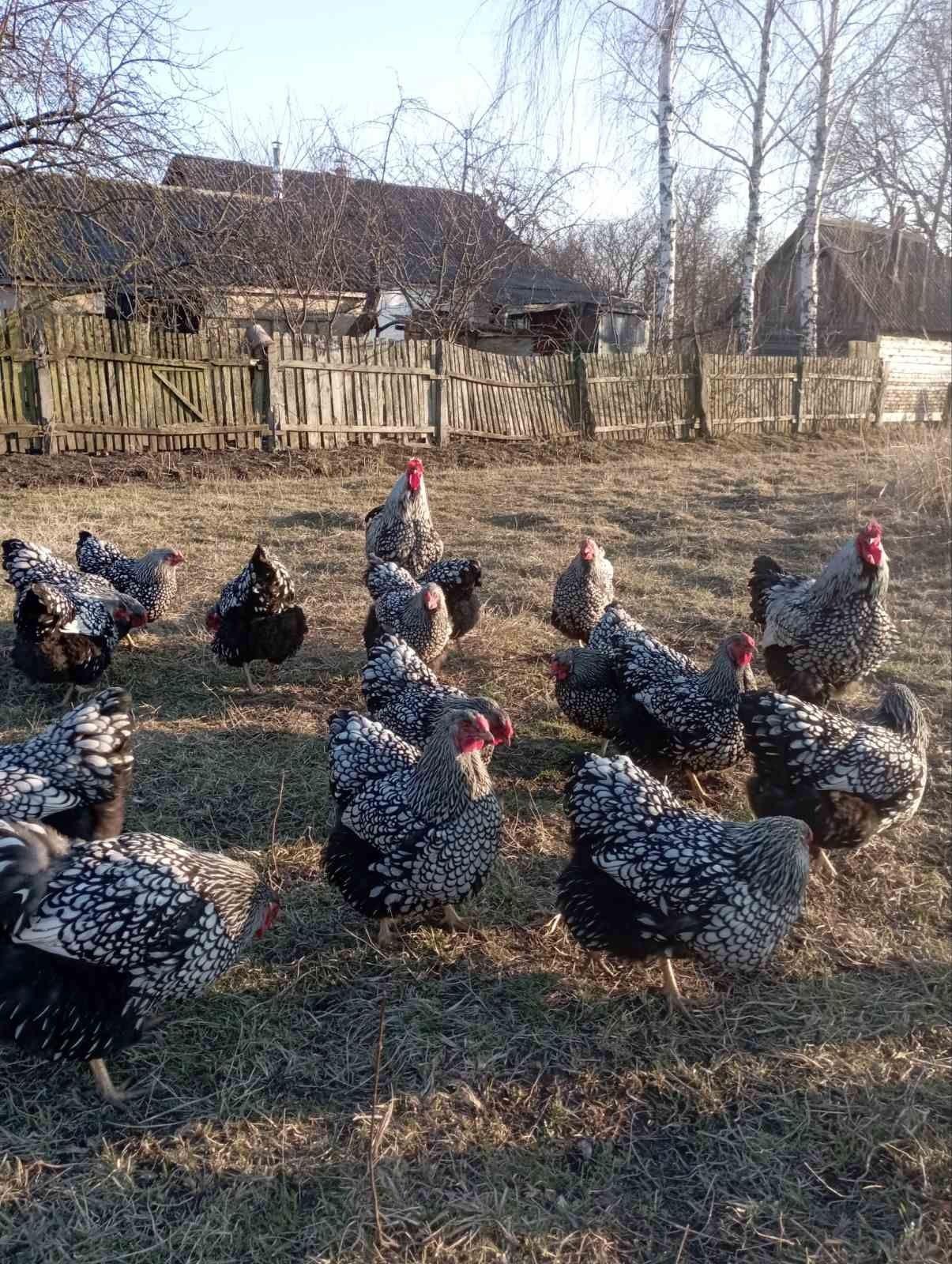 Інкубаційні яйця  Віандот срібло