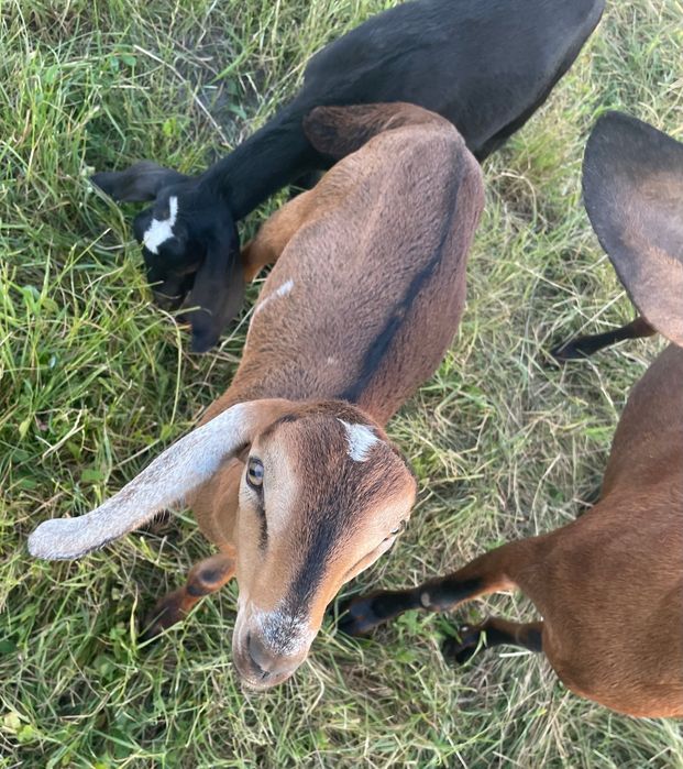 Козел англо нубійський