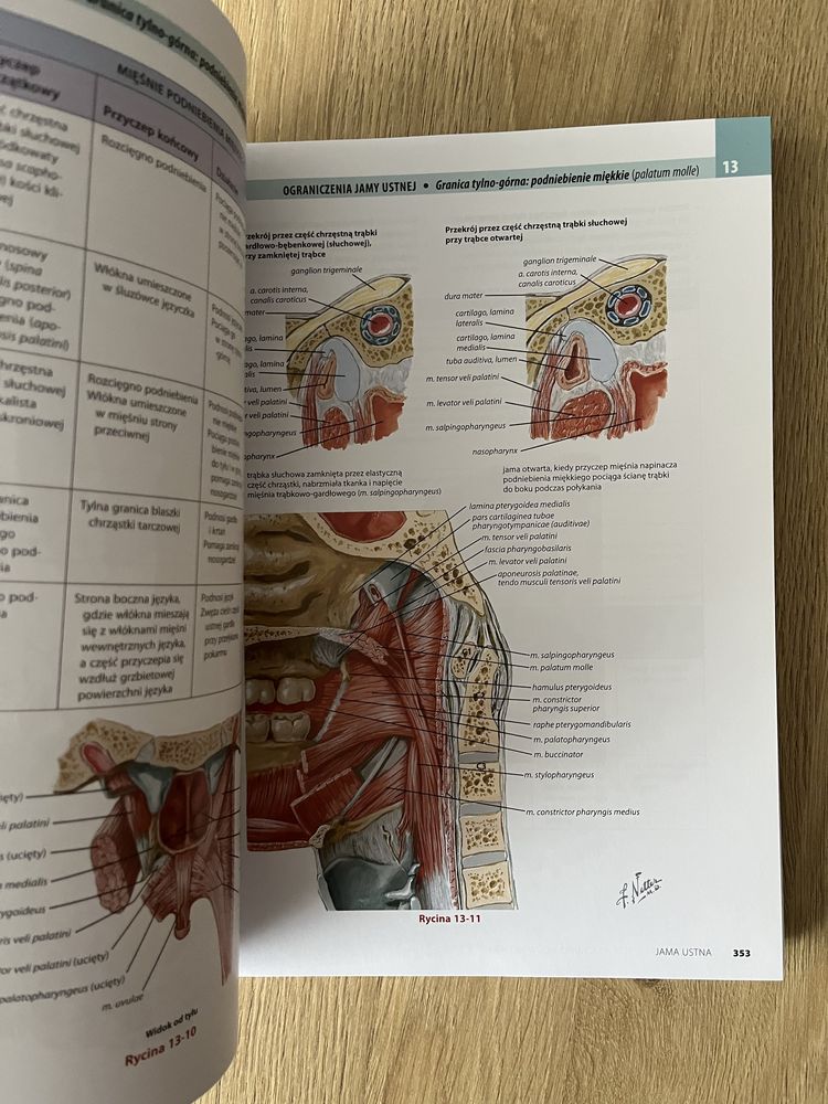 Atlas anatomii głowy i szyi dla stomatologów NETTERA