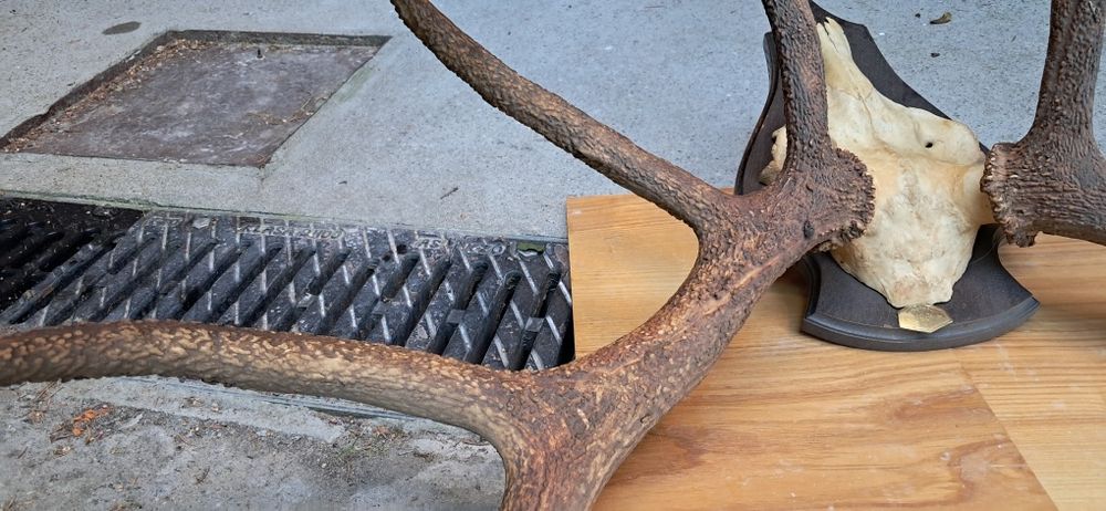 Poroże jelenia 12 odrostów