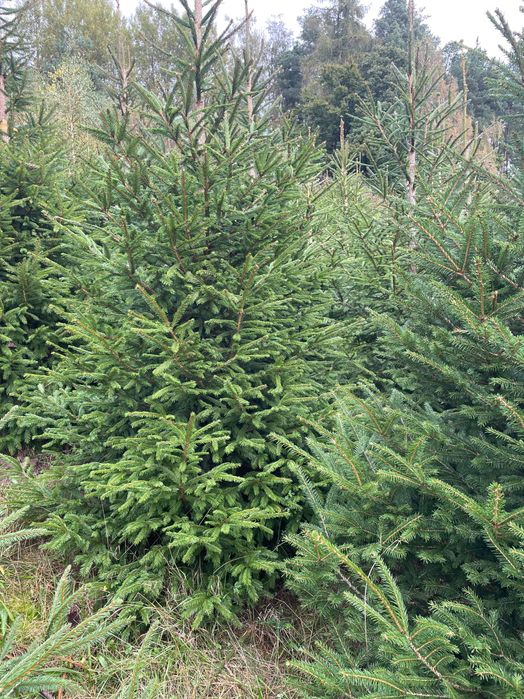 Świerk srebrny lub pospolity formowany choinki, plantacja choinek