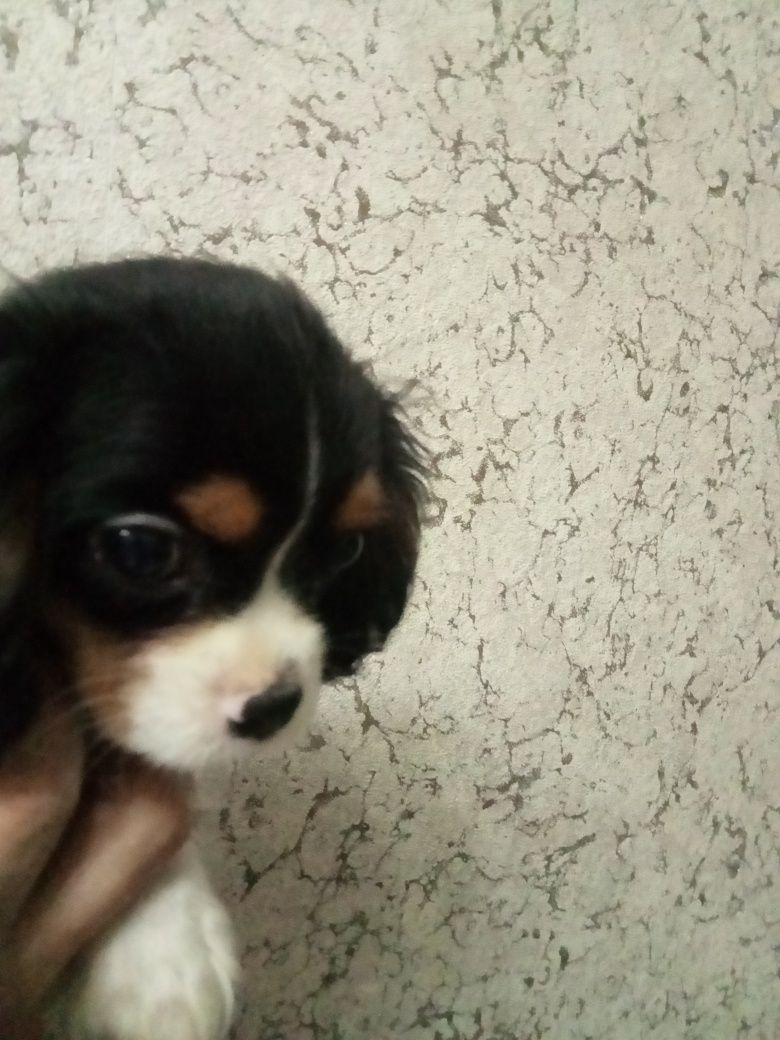 Cavalier King Charles Spaniel pies
