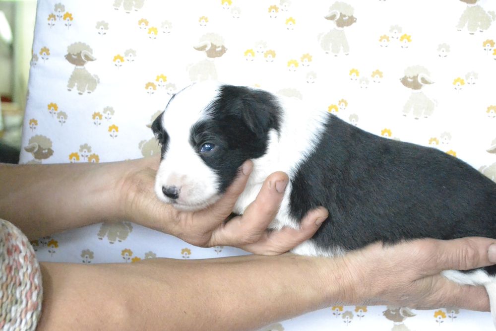 Щенки Бордер Колли КСУ