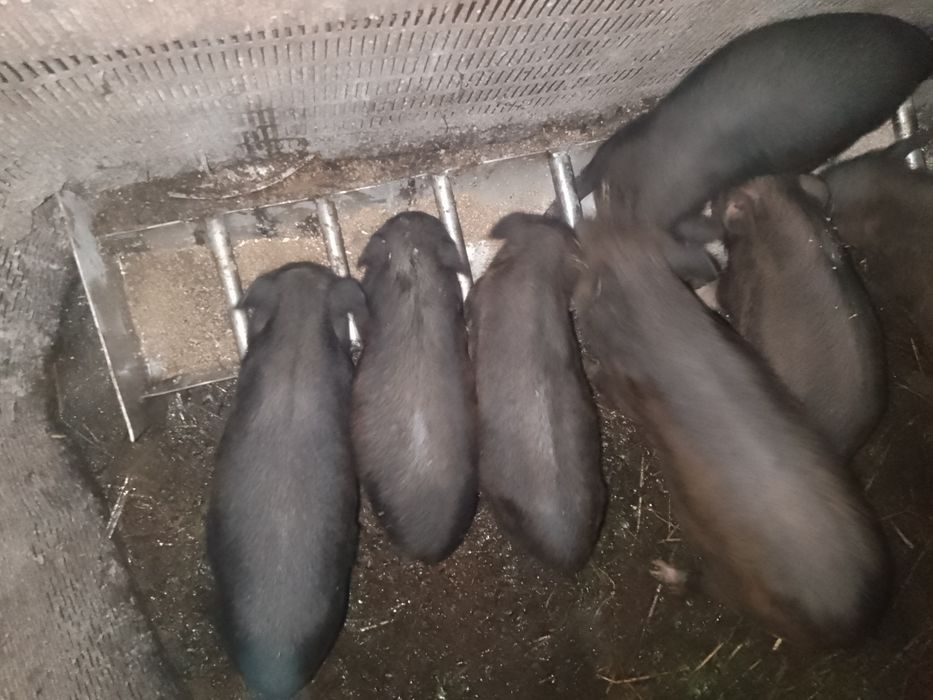 Продам в'єтнамські поросята