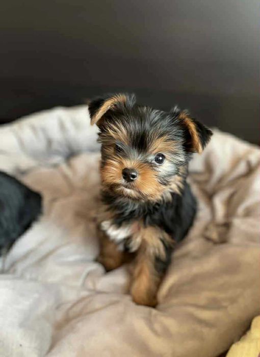 york/  yorkshire terir szczeniak z rodowodem