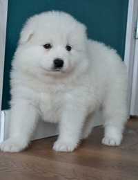 Samoyed śliczny chłopak