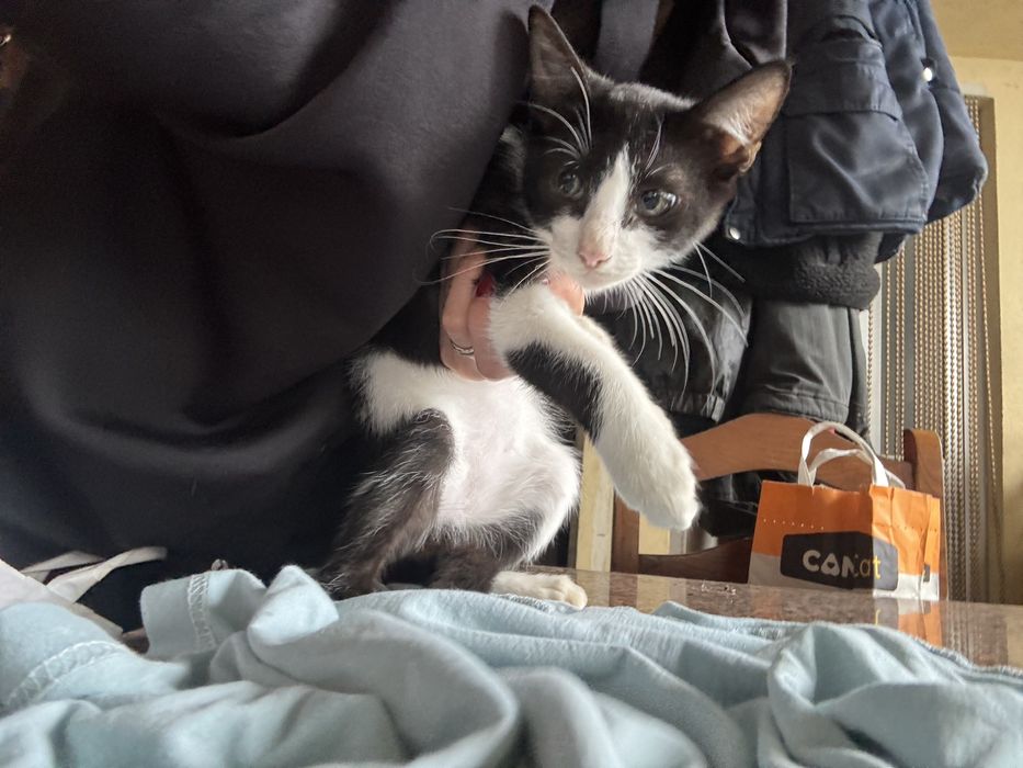 Gatinho grátis bebé 4 meses