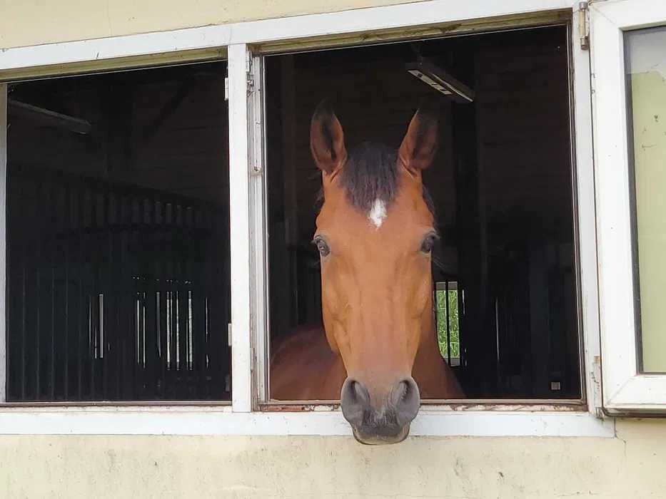 Stajnia - Ośrodek jeździecki pod Warszawą szuka nowego właściciela