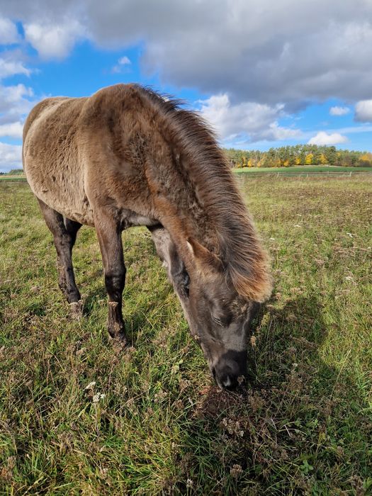 Klacz konika polskiego