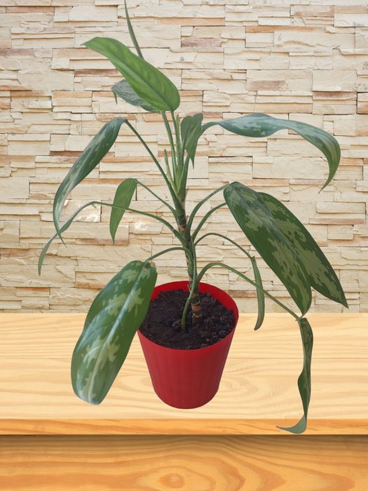 Зефирантес карината, Аглаонема, фиалка от 100 грн