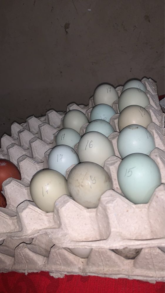 Инкубационные яйца амераукана