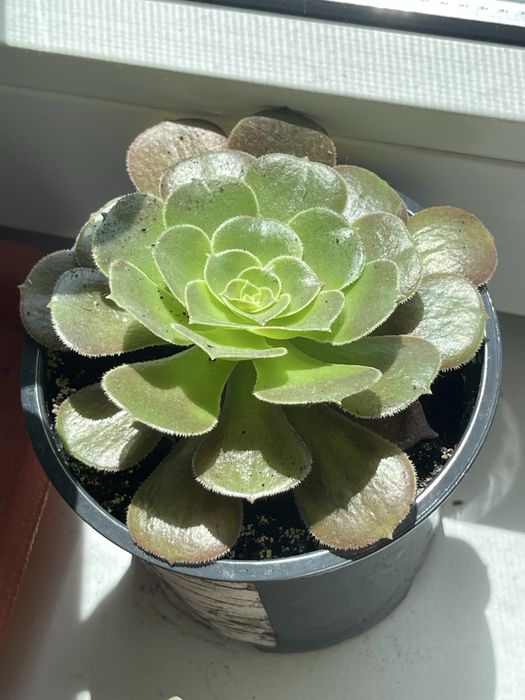 Еоніум, сукулент, аеоніум